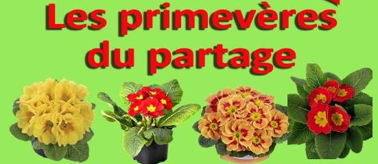 primeveres.JPG