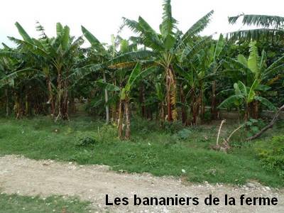 12_Instit_Montf_bananiers_de_la_ferme.jpg